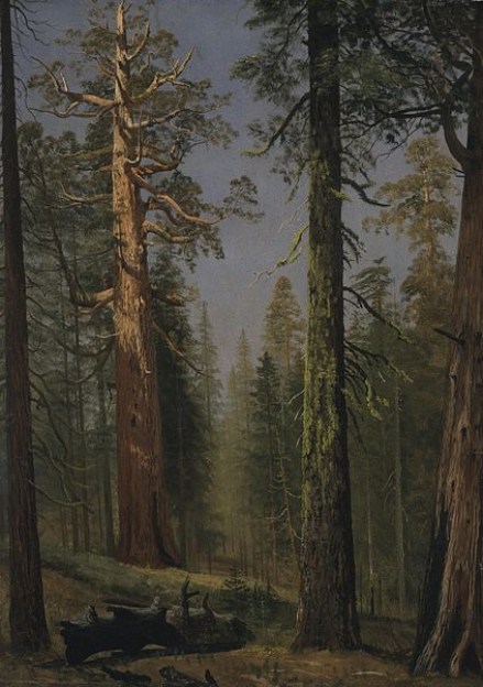 423px-Albert_Bierstadt_-_The_Grizzly_Giant_Sequoia,_Mariposa_Grove,_California1