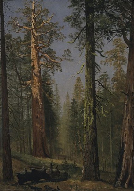 423px-Albert_Bierstadt_-_The_Grizzly_Giant_Sequoia,_Mariposa_Grove,_California