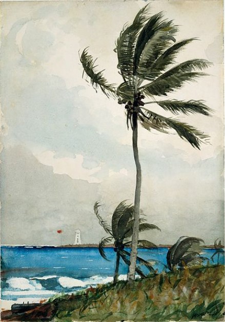 Palm_Tree,_Nassau